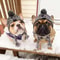 Pet Knitted Accessories Windproof French Bulldog Hat Chihuahua Wool Outdoor Pet Warm Hat with Plush Ball