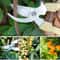 Flower Cutting Stainless Steel Scissors Pruning Fruit Tree Branch Cutting Household Grafting Garden 5