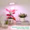 USB Angel Ring Grow Light Phytolamp For Plants With Control Full Spectrum Clip Phyto Lamp For Home 2