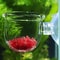 Aquarium Glass Plant Pot With Suction Holder Acrylic Aquatic Plant Cup Feeding Container Stand For 1