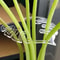 Reusable Turtle Shell Bamboo Clamp Plant Stem Support Holder For Indoor And Outdoor Flower Lovers 1