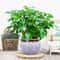 Artificial Plant Fake Leaves With Stem Living Room Hotel Office Decor 1