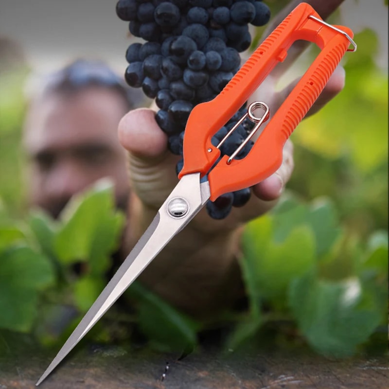 Professional Stainless Steel Grape Scissors Pruning Shears With Lock For Vegetable Patch And Bonsai 3