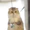 Interactive Hanging Cat Toy With Suction Cup And Adjustable Elastic Teaser Wand 9