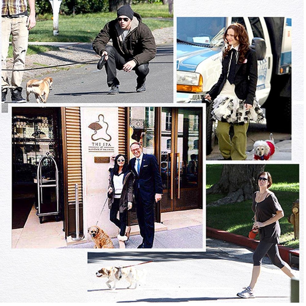 Shock Absorbing Dog Leash With Spring Foam Handle For Medium Large Dogs 5