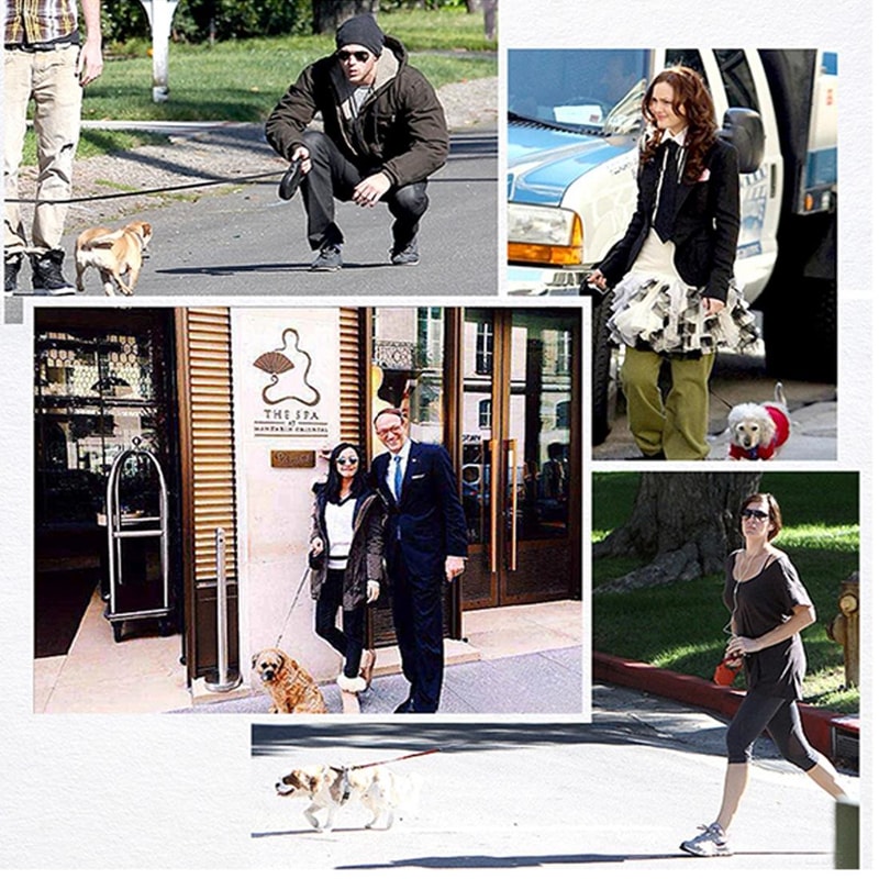 Shock Absorbing Dog Leash With Spring Foam Handle For Medium Large Dogs 5