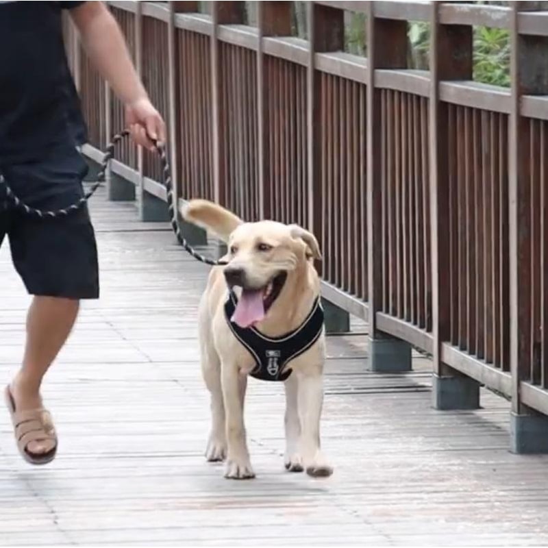 Reflective Dog Leash For Medium Large Dogs Red Heavy Duty Walking Lead 5