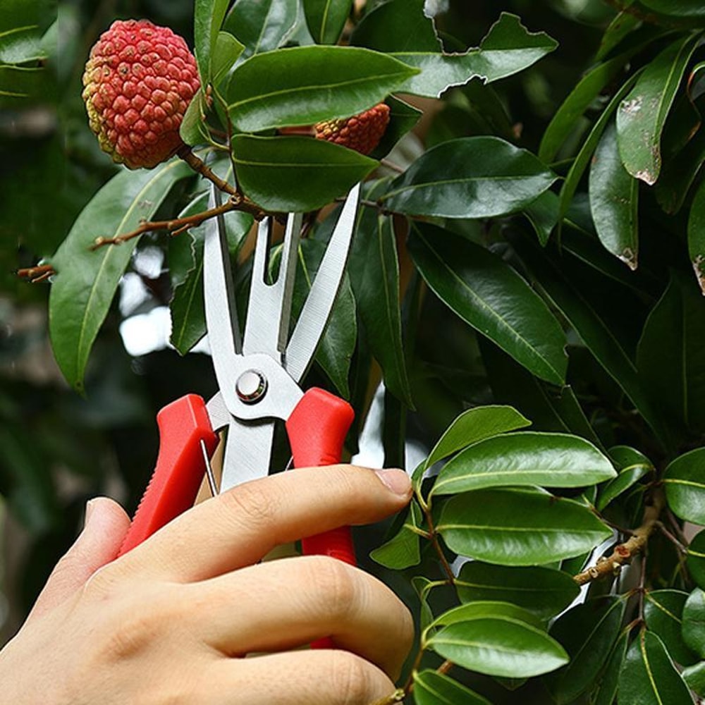 Precision SK5 Pruning Scissors for Fruit Thinning & Garden Care