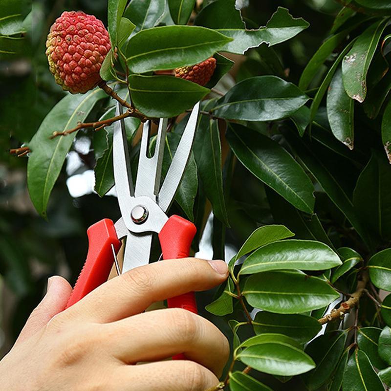 Precision SK5 Pruning Scissors for Fruit Thinning & Garden Care