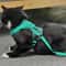 Reflective Breathable Dog Cat Harness Set With Leash Adjustable NoPull Pet Vest 1