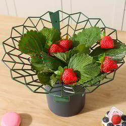 strawberry plant support ring stand, anti-rotting garden strawberry support frame rack
