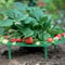 Strawberry Plant Support Ring Stand AntiRotting Garden Strawberry Support Frame Rack 5