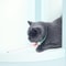 Smart Laser Cat Collar Toy USB Rechargeable Automatic Cat Teaser