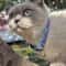 Adjustable Fruit Cat Collar With Bell Cute Pet Collar With Bell For Cats Small Dogs 2