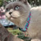 Adjustable Fruit Cat Collar With Bell Cute Pet Collar With Bell For Cats Small Dogs 2
