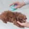 Dog Bath Brush With Shampoo Dispenser For Cats And Dogs 1