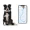 Smart GPS Pet Tracker Collar Waterproof IP67 Real Time Location Anti Loss Device 2