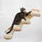Wall Mounted Cat Climbing Wall With Sisal Steps MultiLevel Wooden Cat Shelves 0