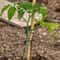 30m Biodegradable Garden Plant Support Rope for Trees, Vines & Climbing Plants