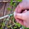 30m Biodegradable Garden Plant Support Rope for Trees, Vines & Climbing Plants