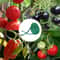 30m Biodegradable Garden Plant Support Rope for Trees, Vines & Climbing Plants