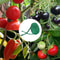 30m Biodegradable Garden Plant Support Rope for Trees, Vines & Climbing Plants