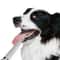 Ultrasonic Dog Teeth Cleaner USB Rechargeable Pet Dental Cleaner For Plaque Tartar Removal 1