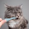 DualSided Pet Toothbrush Set For Cats Dogs Soft Silicone Dog Toothbrush Cleaner 2