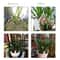 Smart Soil Moisture Meter for Plants & Gardens with Real-Time Water Monitoring