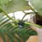50PCS Plant Support Clips for Climbing Vines, Tomatoes & Garden Plant Training
