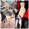ComfortLift Dog Lift Harness For Senior Injured Dogs With Hind Leg Support 4