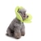 Soft Flower Dog Recovery Collar For Pets Comfortable Pet Protection Collar After Surgery 2