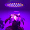 Full Spectrum Plant Growth LED Bulb 20W E27 Indoor Grow Light For Faster Flowering Healthy Plants 4