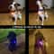 LED Pet Collar Pendant For Dogs Cats Night Safety Light 5