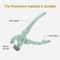 Silicone Hot Bowl Clamp Tongs Non Slip Kitchen Plate Gripper