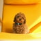 AirTag Waterproof Pet Collar With Leather Holder AntiLost GPS Tracker Collar For Cats Small Dogs 9