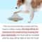 Interactive Silicone Dog Slow Feeder Bowl Puzzle Toy For Healthy Eating Mental Enrichment 2
