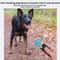 Ultrasonic Dog Repeller & Anti Bark Training Device with Strobe Light