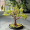 crafted-bonsai-artificial-tree.jpeg