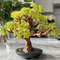 Lifelike-bonsai-ornament.jpeg