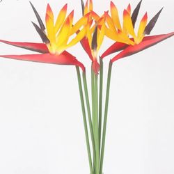 japanese zen transparent glass vase: simple plant flower vase for hydroponic terrarium table decor 1