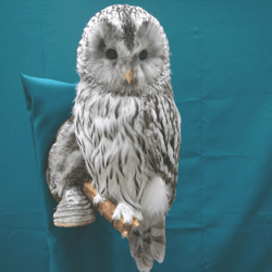 Stuffed Ural Owl. Latin: Strix Uralensis. Headwig. Wall mount.