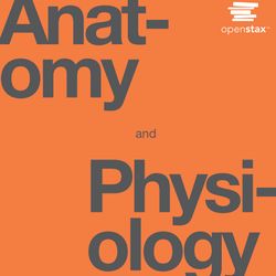 Anatomy and Physiology 2ed PDF Test Bank