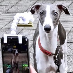 britedoggie pet selfie stick