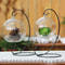 Teardrop Glass Terrarium 4