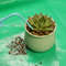 Mess-Free Foldable Gardening Mat 3