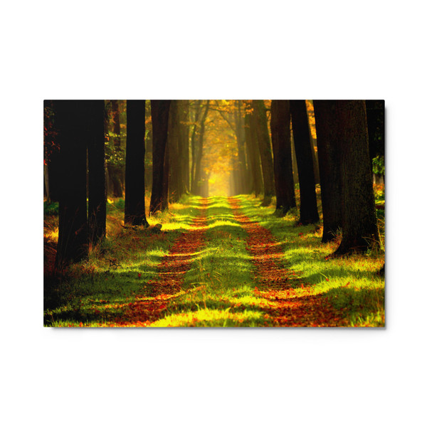 Forest Path Metal Print